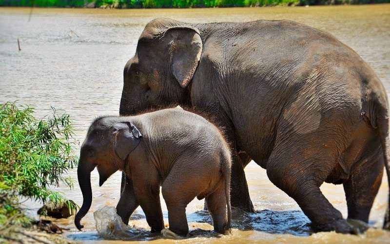 Mekong Elephant Park