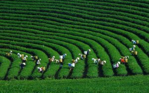 Moc Chau- Son La