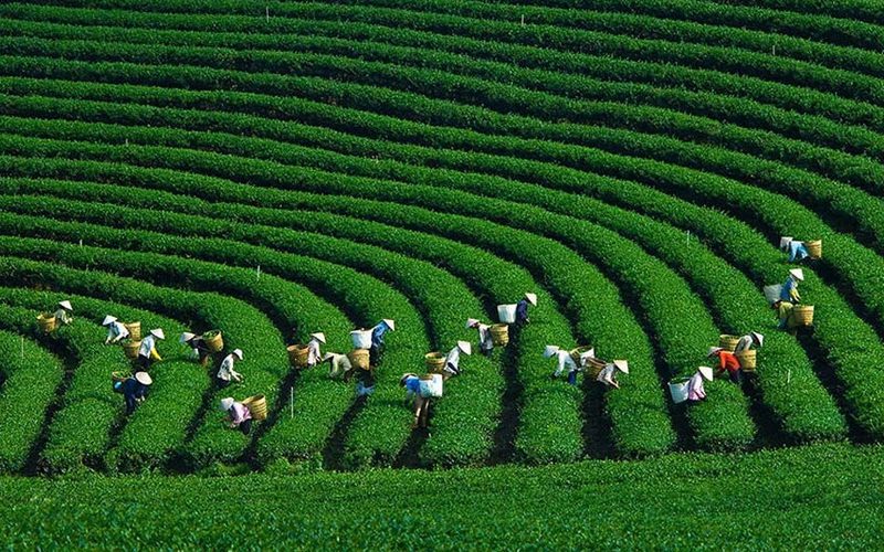 Moc Chau- Son La