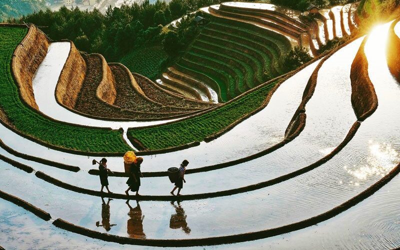 Mu Cang Chai en juin