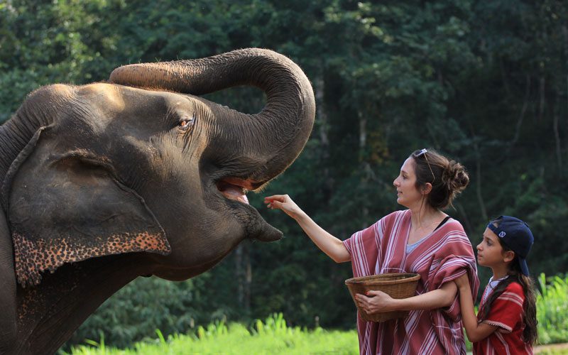 Nourrir les éléphants