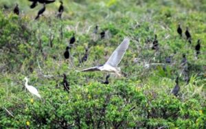 Oiseaux dans la réserve de Can Gio