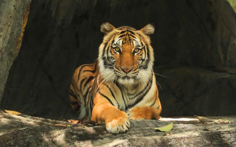 Phnom Tamao Wildlife Rescue Centre