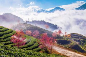 Plantation de thé- Sapa
