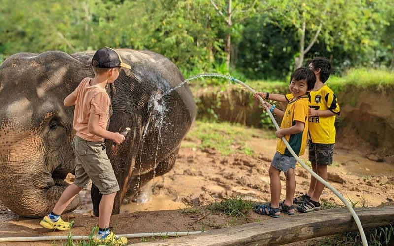 Passez une journée à découvrir les gentils géants d'Elephants World, Kanchanaburi