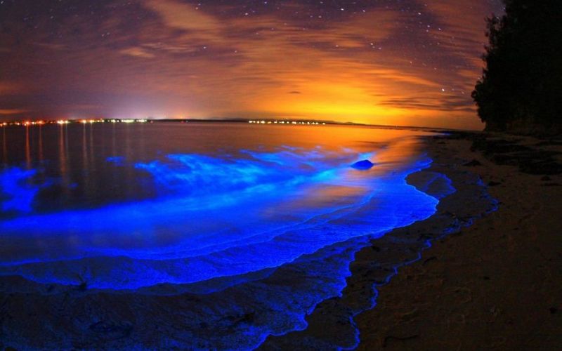 Plancton bioluminescent
