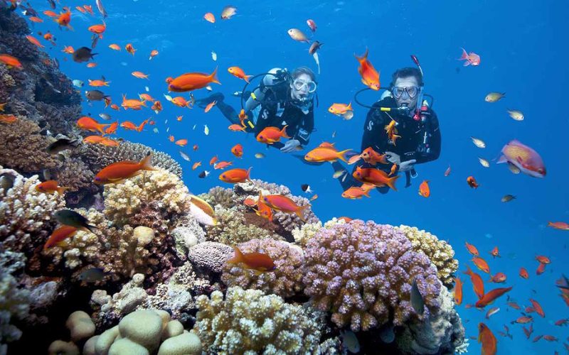 Deux plongeurs explorant un récif corallien coloré entouré de poissons tropicaux dans les eaux claires de Cat Ba