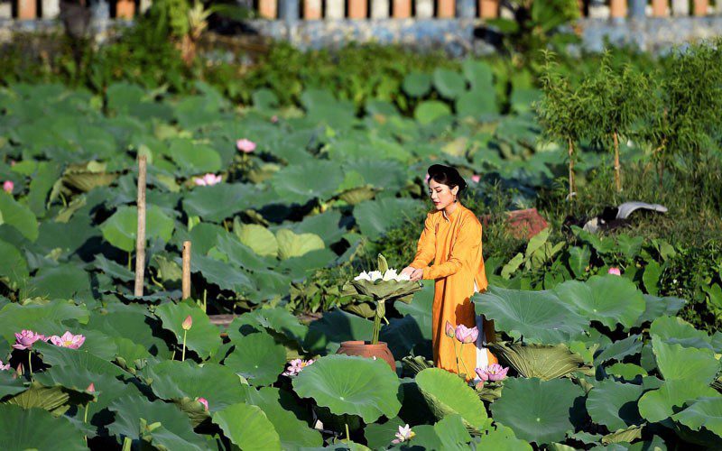 Prendre des photos à l'étang de lotus au lac de l'Ouest - Une activité préférée des Hanoïens