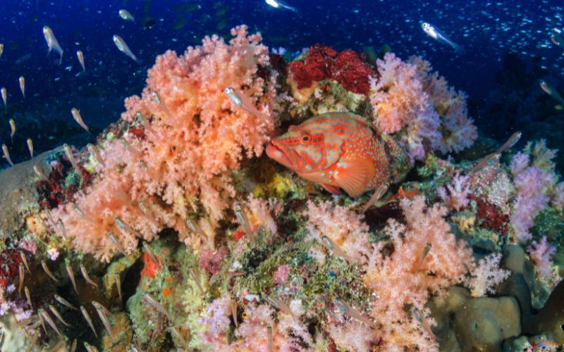 Plongée en apnée dans les îles Mergui