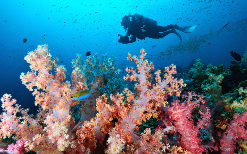 Une scène sous-marine montrant un plongeur nageant au-dessus d'un récif corallien vibrant