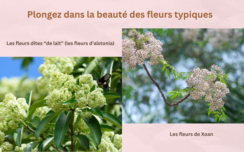 Plongez dans la beauté des fleurs typiques