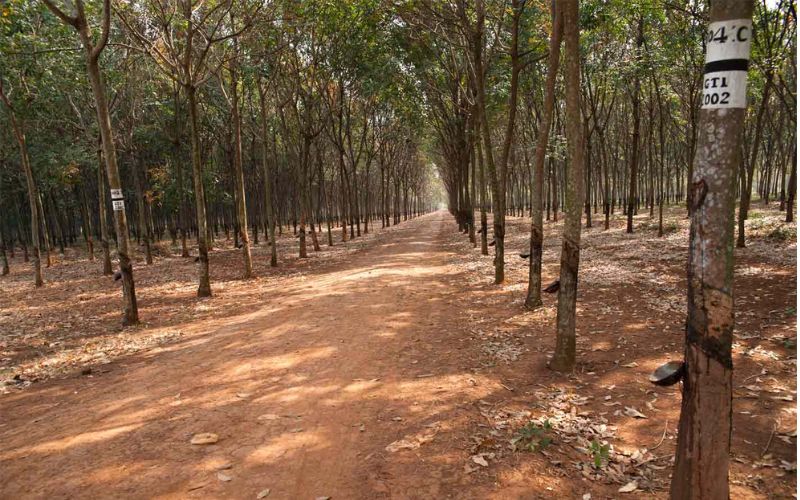 Plantation d'hévéas de Chup