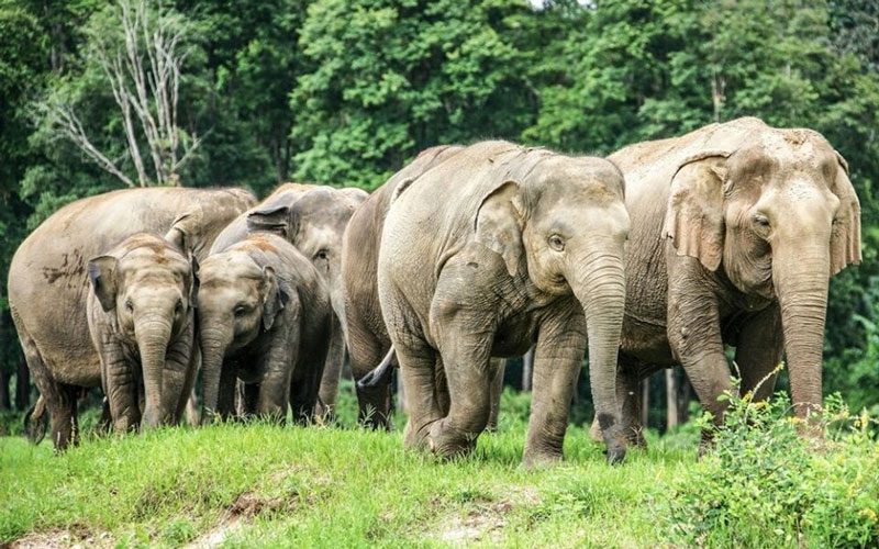 Parc naturel d'éléphant
