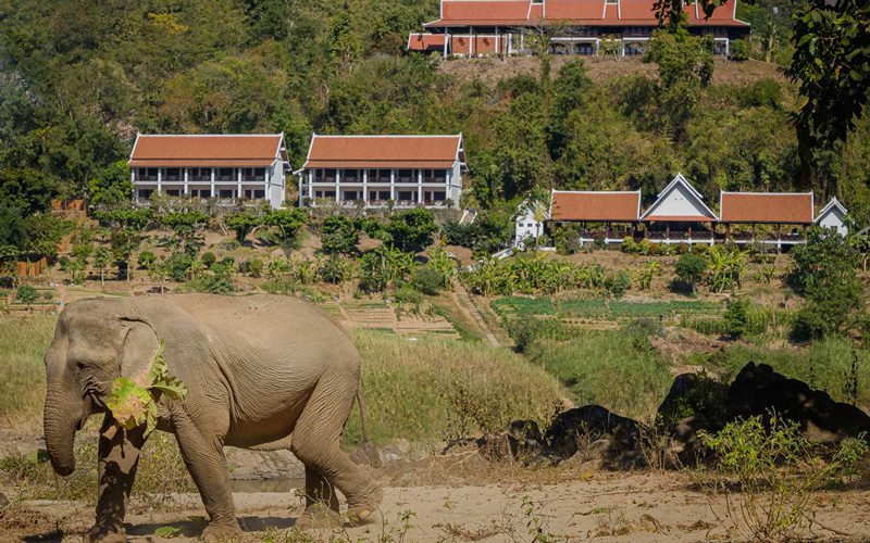 Parc d'éléphants du Mékong