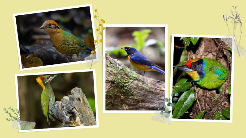 Quelques oiseaux rares à Cuc Phuong
