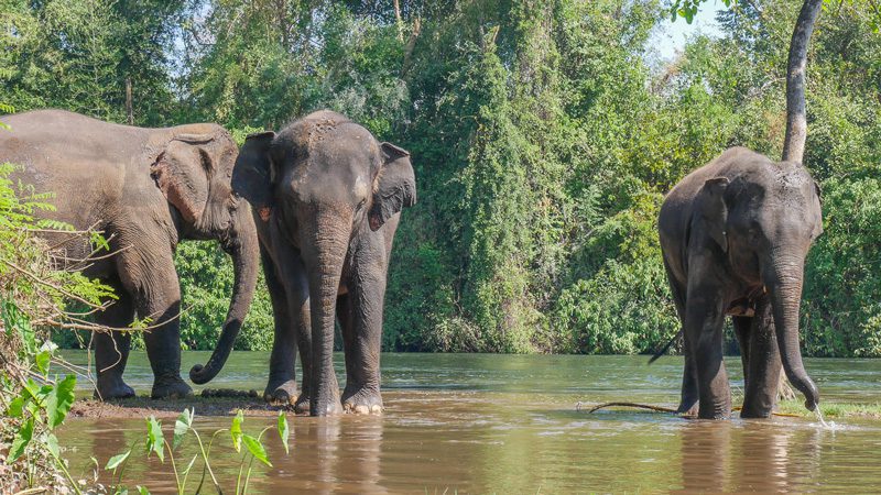 Réserve Elephant World Kanchanaburi