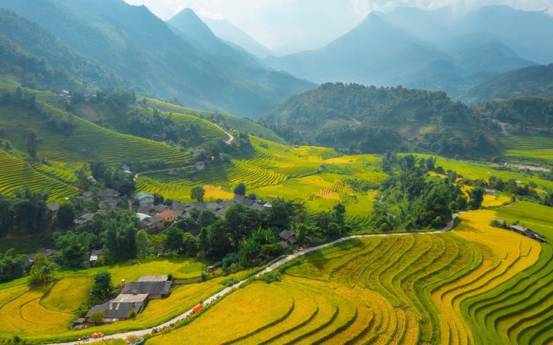 rizières en terrasse