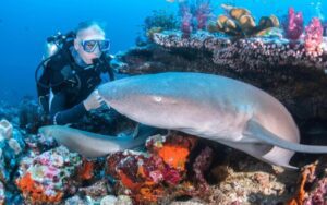 Rencontre avec les requins