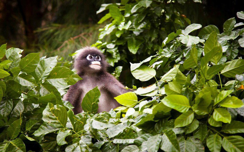 Rencontrer des singes à Railay