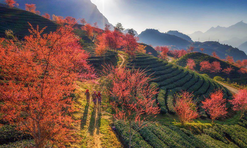 Sapa en hiver