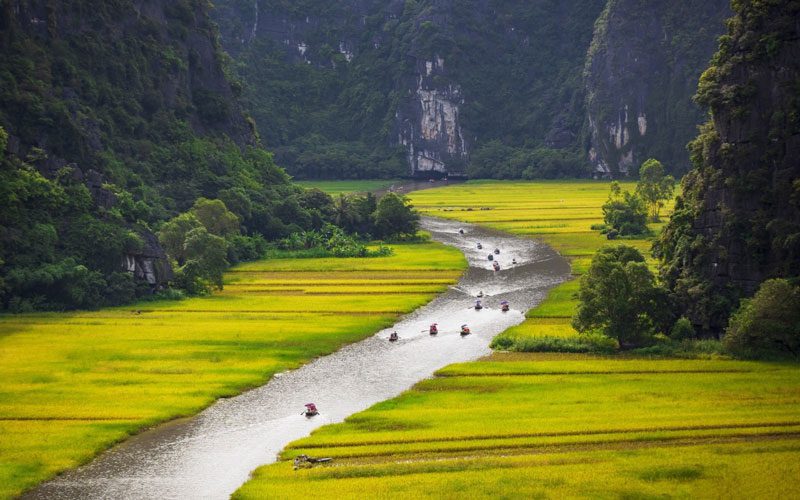 Saison du riz mûr à Tam Coc
