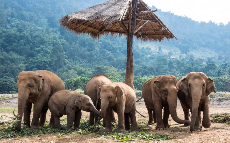 Sanctuaire des éléphants