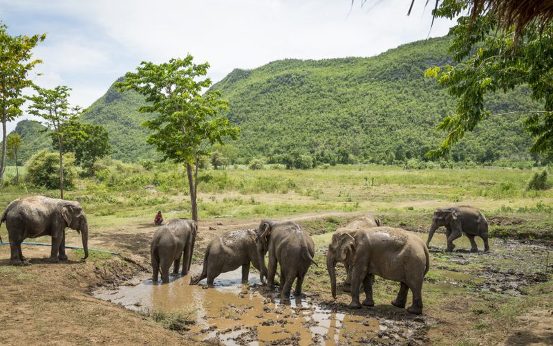 Sanctuaire Elephants World
