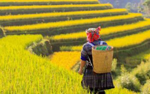 Saison du riz mûr à Mu Cang Chai