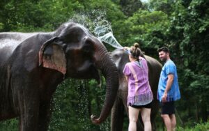Soins aux éléphants à Elephant Patara