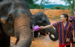 Sanctuaire de Elephant Jungle