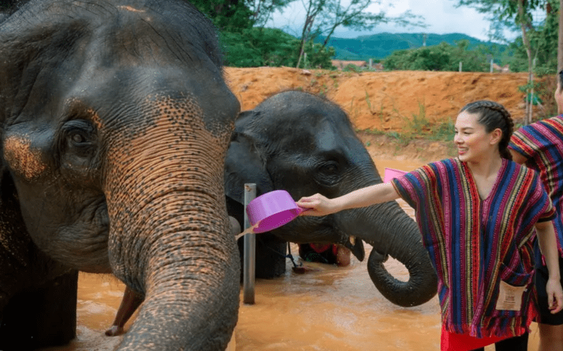 Sanctuaire de Elephant Jungle