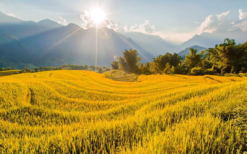 Saison du riz mûr
