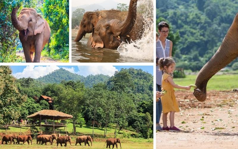 Sanctuaires d’éléphants à Chiang Mai