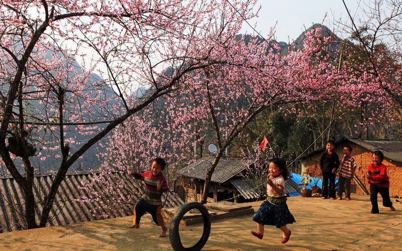 Saison des fleurs de pêcher