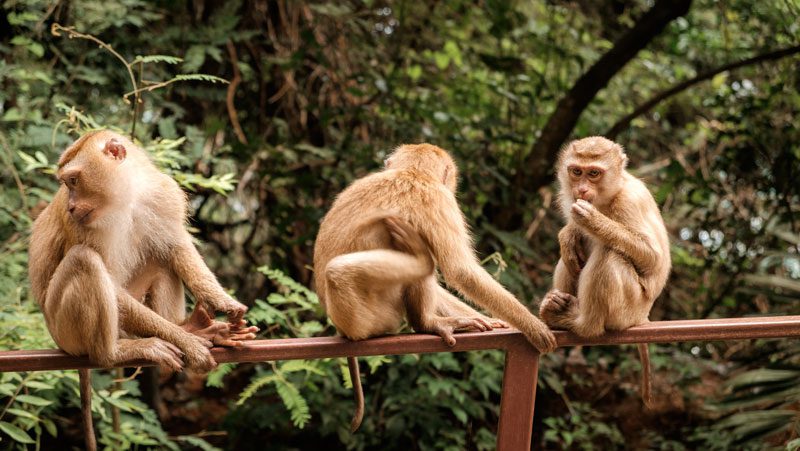 Singes à Phuket