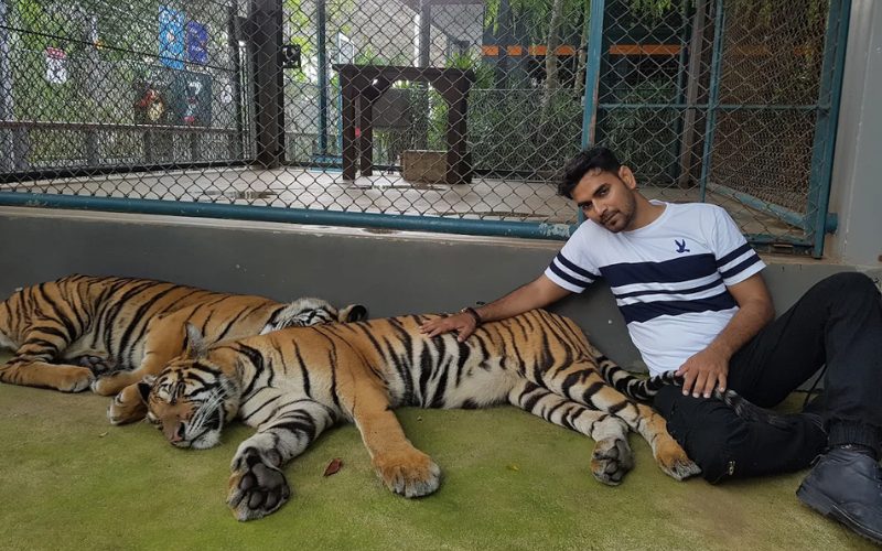Un homme assis au sol à côté de deux tigres allongés, dans un enclos sécurisé au sein d’un sanctuaire ou parc animalier