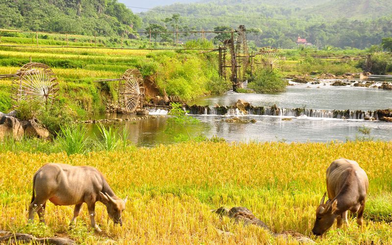 Trekking dans la réserve naturelle de Pu Luong 4 Jours