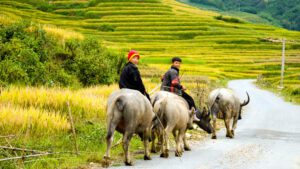 Trekking Bac Ha, Lao Cai en 6 jours
