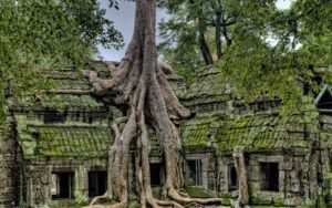 Temple de Ta Prohm au Cambodge, célèbre pour ses ruines envahies par les immenses racines d’arbres, créant une atmosphère mystique en pleine jungle