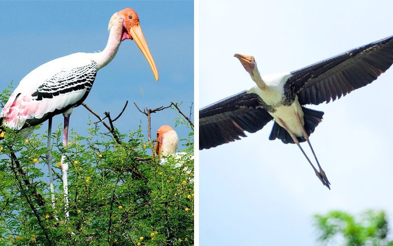 Tantale indien ( Oiseau Giang Sen)Forêt de mangroves de Can Gio
