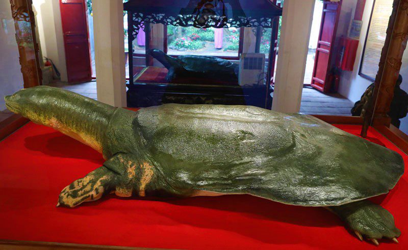 Un spécimen conservé d'une tortue géante trouvée dans le lac Hoan Kiem