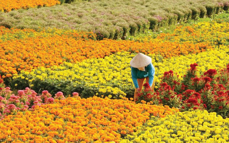 Village aux fleurs de Nhat Tan Hanoï