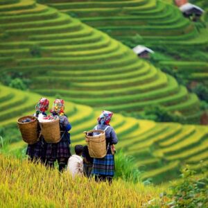 Voyage du Sud au Nord Vietnam en 21 Jours