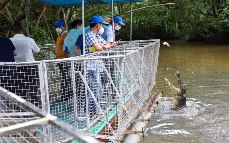 Visite de la ferme aux crocodiles