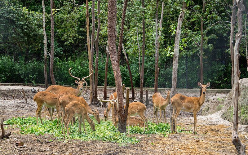 Groupe de cerfs se nourrissant de feuillage au Centre de Sauvetage de la Faune de Phnom Tamao, entourés d'arbres et de végétation dense