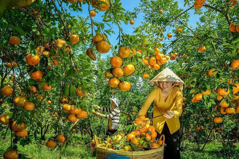 Verger d'orangers