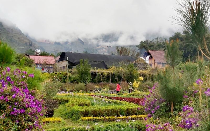 Jardin de fleurs colorées à Sapa, avec des rangées bien ordonnées de plantes et d’orchidées, sur fond de montagnes embrumées et de maisons traditionnelles