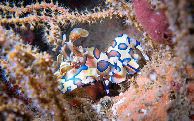Vie sous-marine à Sea Fan Forest