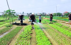 Village Tra Que a Hoi An