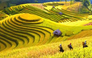 Y Linh Ho- SaPa